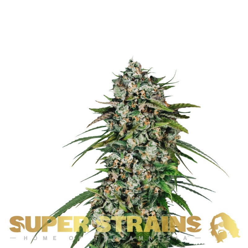 Super Strains Seeds Saga 5pcs