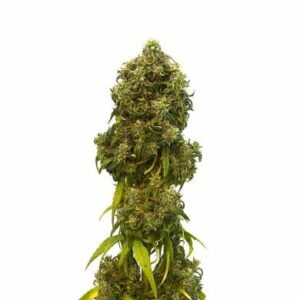 Kannabia Swiss Dream CBD Autoflower Samen 10 Stk.