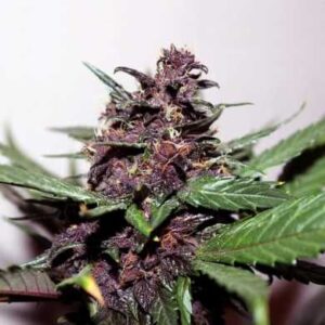 BBG CBD Samen OG Kush 50 Stk