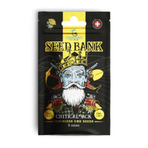 Cannabis King Critical Jack Seeds 3pcs