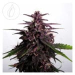 Kannabia Swiss Dream Rose CBD Autoflowering 10 Stk.